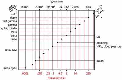 Rhythmic Memory Consolidation in the Hippocampus